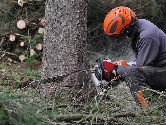 Welland tree removal services