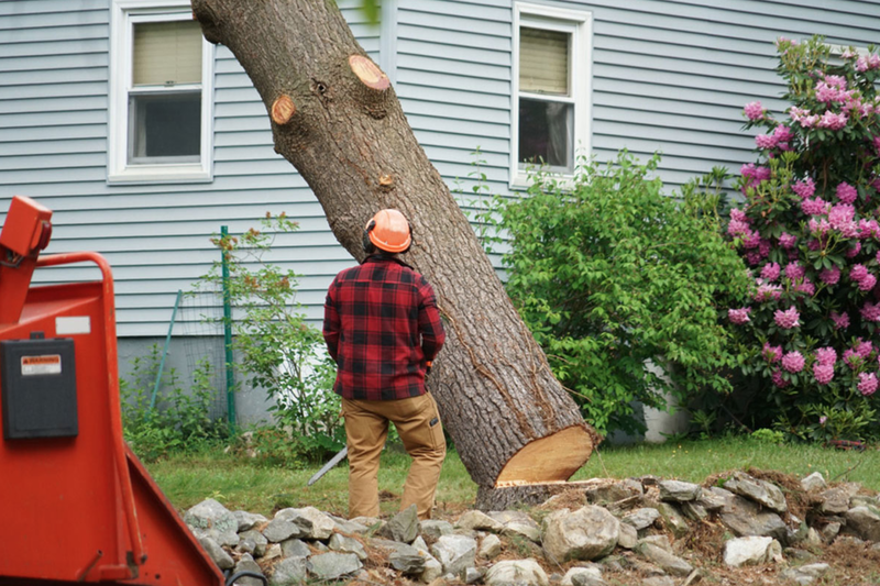 st catharines local tree removal services