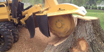 affordable tree cutting service st catharines
