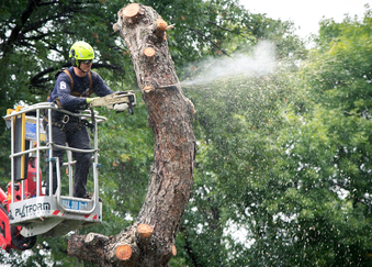 reliable tree removal company st catharines on