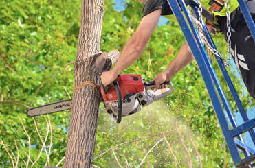affordable tree cutting service beamsville on