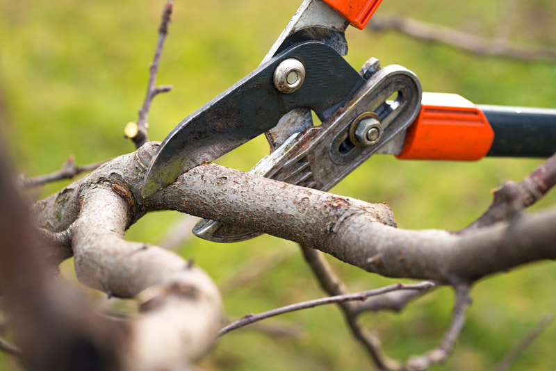 tree trimming and pruning fort erie